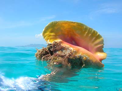 Queen Conch shell with lip