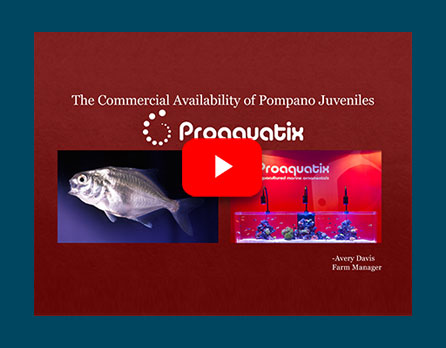 The Commercial Availability of Pompano Juveniles from Proaquatix (Avery Davis)