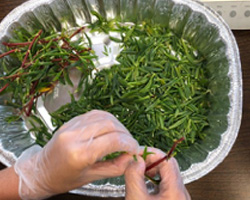 Removing Sea Purslane leaves for nutritional analysis