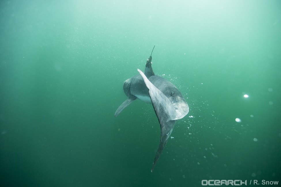 WHERE BABY WHITE SHARKS ‘HANG OUT’ IN THE NORTH ATLANTIC