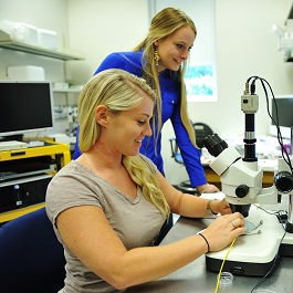 Fruit Flies ‘Push the Limit’ Helping FAU Researchers  to Understand Age-related Disease Susceptibilities 